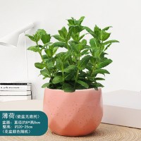 钻石马卡龙粉瓷盆薄荷(花盆颜色随机) 带盆栽好|薄荷盆栽可食用驱蚊草植物夏季提神绿植室内有机薄荷新鲜薄荷叶