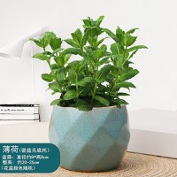 钻石马卡龙蓝瓷盆薄荷(花盆颜色随机) 带盆栽好|薄荷盆栽可食用驱蚊草植物夏季提神绿植室内有机薄荷新鲜薄荷叶