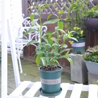 夜来香20cm高左右 不含盆|夜来香驱蚊草天竺葵九里香猪笼草夏日驱蚊趣味绿植盆栽花卉
