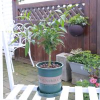 夜来香30cm高左右 不含盆|夜来香驱蚊草天竺葵九里香猪笼草夏日驱蚊趣味绿植盆栽花卉