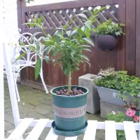 夜来香30cm高左右 不含盆|夜来香驱蚊草天竺葵九里香猪笼草夏日驱蚊趣味绿植盆栽花卉