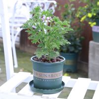 驱蚊草 不含盆|夜来香驱蚊草天竺葵九里香猪笼草夏日驱蚊趣味绿植盆栽花卉