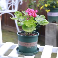 天竺葵（花色随机） 不含盆|夜来香驱蚊草天竺葵九里香猪笼草夏日驱蚊趣味绿植盆栽花卉