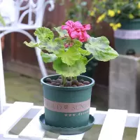 天竺葵（花色随机） 不含盆|夜来香驱蚊草天竺葵九里香猪笼草夏日驱蚊趣味绿植盆栽花卉