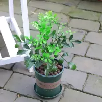七里香 不含盆|夜来香驱蚊草天竺葵九里香猪笼草夏日驱蚊趣味绿植盆栽花卉