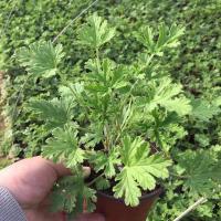 驱蚊草1盆 带土球|驱蚊草盆栽薄荷碰碰香迷迭香清香木室内外好养植物四季开花卉绿植