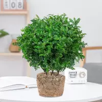 清香木6年大苗[原土球]亏本|清香胡椒木盆栽防驱蚊草植物室内好养九里香花卉绿植盆景客厅正宗