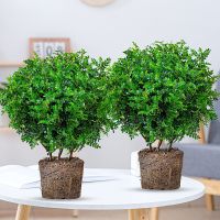 清香木6年大苗[原土球]2颗送肥料|清香胡椒木盆栽防驱蚊草植物室内好养九里香花卉绿植盆景客厅正宗