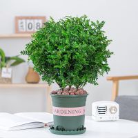 清香木+加仑盆[种好发货]送肥料|清香胡椒木盆栽防驱蚊草植物室内好养九里香花卉绿植盆景客厅正宗