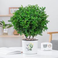 清香木+仙人掌盆[种好发货]送肥料|清香胡椒木盆栽防驱蚊草植物室内好养九里香花卉绿植盆景客厅正宗