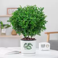 清香木+绿叶盆种好|清香胡椒木盆栽防驱蚊草植物室内好养九里香花卉绿植盆景客厅正宗