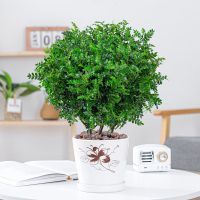 清香木+樱花盆[种好发货]送肥料|清香胡椒木盆栽防驱蚊草植物室内好养九里香花卉绿植盆景客厅正宗