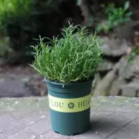 加仑盆栽 迷迭香+驱蚊草|清香型迷迭香绿植薄荷驱蚊草卧室办公摆放花卉居家四季常青盆栽