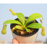 红瓶S整颗叶展7-10cm 含盆|红宝石猪笼草食虫植物稀有多肉小盆栽驱蚊草捕蝇草食人花室内好养