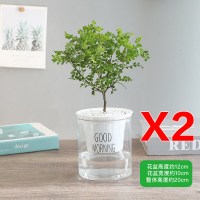 2盆清香木+早安自动吸水盆(送肥料) 带盆栽好|驱蚊草盆栽清香胡椒木植物千里眼室内花卉九里香盆景净化空气绿植