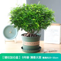 6年清香型大苗(矮壮加仑盆)+送肥料 带盆栽好|驱蚊草盆栽清香胡椒木植物千里眼室内花卉九里香盆景净化空气绿植