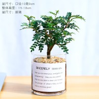 清香驱蚊-1年苗包存活[玻璃瓶] 含盆|驱蚊草盆栽植物正宗清香胡椒木树苗室内卧室网红防蚊绿植四季好养
