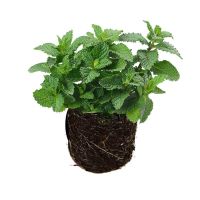 不含盆 精美薄荷2盆[送彩石]|薄荷盆栽可食用薄荷叶客厅阳台绿植室内花卉薄荷苗驱蚊草植物好养