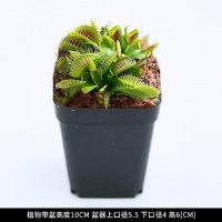【顺丰包成活】捕蝇草夹子约1.5cm（简易盆）送肥料 带盆栽好|超大捕蝇草盆栽猪笼草食虫食人花卉水培植物茅膏菜驱蚊绿植捕
