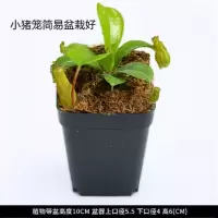 【顺丰包成活】小猪笼（简易盆）送肥料 带盆栽好|超大捕蝇草盆栽猪笼草食虫食人花卉水培植物茅膏菜驱蚊绿植捕