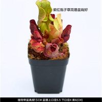 [顺丰包成活]紫红瓶子草(简易盆)送肥料 带盆栽好|超大捕蝇草盆栽猪笼草食虫食人花卉水培植物茅膏菜驱蚊绿植捕