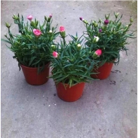 康乃馨 含盆|驱蚊草 室内驱赶蚊子香草绿植花卉香叶天竺葵食虫草 薄荷 盆栽