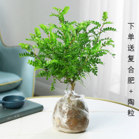 [精品苗特惠]土球发货+肥料(大苗包成活) 带盆栽好|驱蚊草清香胡椒木盆栽九里香室内防驱蚊绿植客厅阳台四季好养植物
