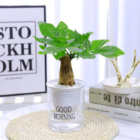 天蓝色丨亏本优质发财树 带盆栽好|驱蚊草清香胡椒木盆栽九里香室内防驱蚊绿植客厅阳台四季好养植物