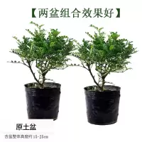 清香木2棵 原盆原土发货|清香木盆栽正宗驱蚊草好养四季花卉绿植室内小盆景胡椒木苗