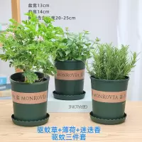 驱蚊三件套0.5加仑盆 带盆栽好|薄荷迷迭香百里香盆栽驱蚊草可食用香草植物驱蚊绿植香料花卉阳台