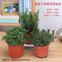香草三件套简易盆 带盆栽好|薄荷迷迭香百里香盆栽驱蚊草可食用香草植物驱蚊绿植香料花卉阳台