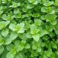 10颗带原土苗|云南薄荷,薄藿.香菜薄荷盆栽薄荷叶驱蚊草植物薄荷苗留兰香