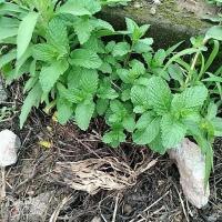 15颗带原土发货|云南薄荷,薄藿.香菜薄荷盆栽薄荷叶驱蚊草植物薄荷苗留兰香