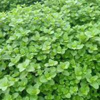 20带原土发货|云南薄荷,薄藿.香菜薄荷盆栽薄荷叶驱蚊草植物薄荷苗留兰香