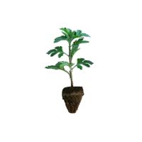 含绿色加仑盆(送营养液+生根粉) 精品大苗驱蚊草(两盆款)|驱蚊草盆栽植物室内防蚊子香草薄荷绿植花卉香叶天竺葵盆栽驱