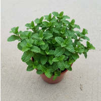 薄荷 不含盆|驱蚊草盆栽室内赶蚊子好养香叶天竺葵花卉食虫草薄荷盆栽香草绿植