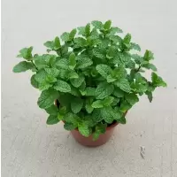 薄荷 不含盆|驱蚊草盆栽室内赶蚊子好养香叶天竺葵花卉食虫草薄荷盆栽香草绿植