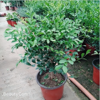 百里香 含盆|驱蚊草盆栽室内赶蚊子好养香叶天竺葵花卉食虫草薄荷盆栽香草绿植