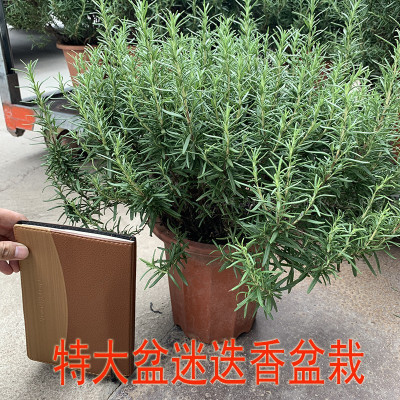 特大迷迭香植物盆栽绿植可食用香草西餐糕点驱蚊提神醒脑净化空气