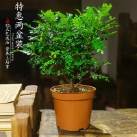 胡椒木2年苗(2颗原盆)+送营养液 含盆|清香木盆栽胡椒木室内四季驱蚊草植物花卉盆景老桩绿植树苗耐寒