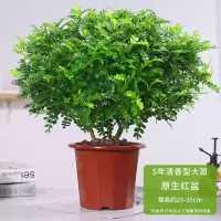 清香木5年大苗[原生盆]送肥料|千里眼九里九里香花卉植物草千里千里清香九里木驱虫净化驱蚊盆栽