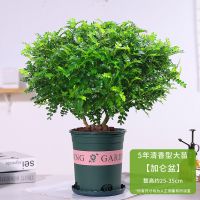 清香木5年大苗[加仑盆]送肥料|千里眼九里九里香花卉植物草千里千里清香九里木驱虫净化驱蚊盆栽