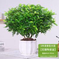 清香木5年大苗[花瓣陶瓷盆]送肥料|千里眼九里九里香花卉植物草千里千里清香九里木驱虫净化驱蚊盆栽