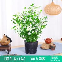 九里香3年多枝[原生袋]送肥料|千里眼九里九里香花卉植物草千里千里清香九里木驱虫净化驱蚊盆栽