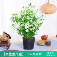 九里香3年多枝[原生袋]送肥料|千里眼九里九里香花卉植物草千里千里清香九里木驱虫净化驱蚊盆栽