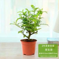 2年清香木[不包存活]|千里眼九里九里香花卉植物草千里千里清香九里木驱虫净化驱蚊盆栽