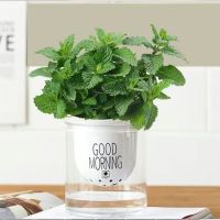 薄荷一盆[早安花盆套装]|驱蚊草盆栽室内驱虫驱蚊植物阳台客厅绿植花卉好养新鲜净化空气