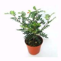 [原土]清香木2年小苗一盆|驱蚊驱虫清香木盆栽绿植植物室内四季常青净化空气盆景驱蚊草花卉