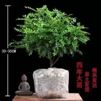 清香木4年苗l两盆[原土]高25左右|驱蚊驱虫清香木盆栽绿植植物室内四季常青净化空气盆景驱蚊草花卉