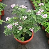 驱蚊草2盆 含盆|驱蚊草盆栽常青草植物室内防蚊植物香草驱蚊院子驱蚊植物驱蚊草